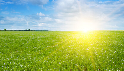 Flax field with blue sky and bright sunrise . - obrazy, fototapety, plakaty