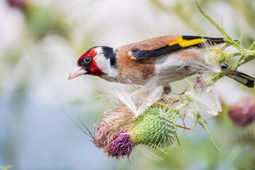 European goldfinch, feeding on the seeds of thistles. Carduelis carduelis.