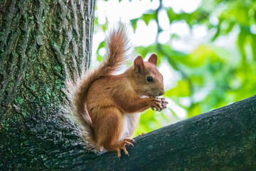 Young Squirrel sits on tree in summer. Eurasian red squirrel, Sciurus vulgaris.