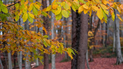 Autumn colors in the forest, yellowed leaves, blurred background, with spaces and text space