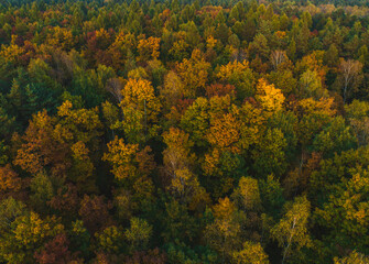 View from the drone on the autumn forest. Beautiful autumn landscape forest concept, colorful trees.