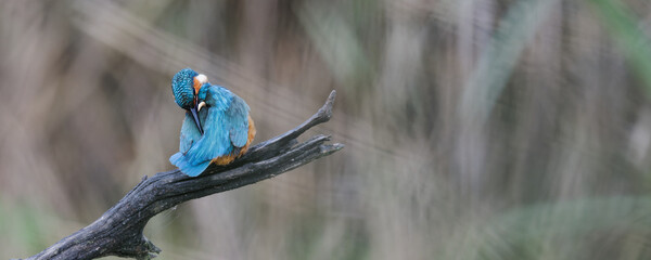martin-pêcheur d'Europe - alcedo atthis - alcedinidae