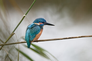 martin-pêcheur d'Europe - alcedo atthis - alcedinidae