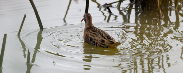 Râle d'eau -Rallus aquaticus - Water Rail