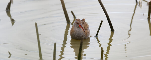 Râle d'eau -Rallus aquaticus - Water Rail