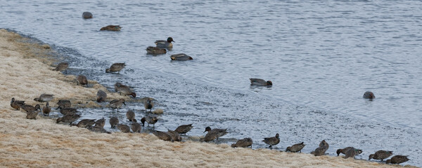  canard - sarcelle d'hiver  anas crecca - colonnie