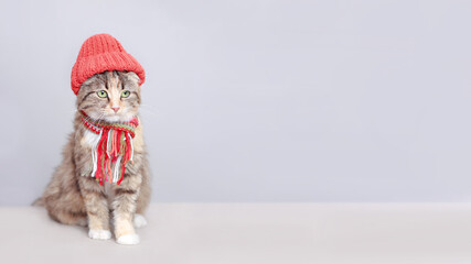 Cat with green eyes in a orange hat and scarf on a light background. Cat ready for cold winter and spring. Lovely Kitten dressed in a knitted cap. Pet care. Clothing for animals. Copy space Web banner