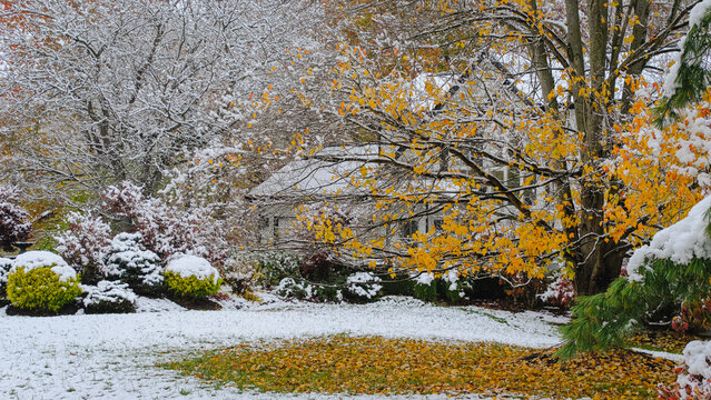 View of front yard in Midwestern suburb covered with first snow; patches of colorful leaves appear on the ground