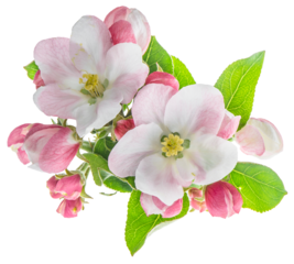 PNG apple tree blossoms green leaves isolated