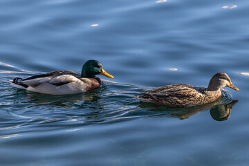 Enten Paar