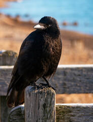The Inquisitive Crow.