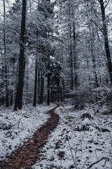 Path through a forest during winter 