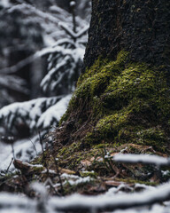 moss covered tree