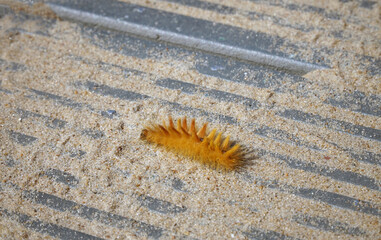An orange caterpillar crawls along the sand.