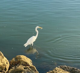 great blue heron