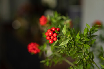 Turkey Christmas Flower 'Cochina' Photo, Kadikoy Istanbul, Turkey