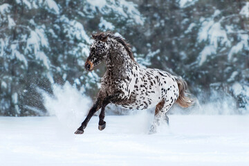 Beautiful appaloosa horse running gallop in the snow in winter