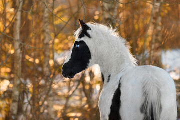 Portrait of american  paint horse in winter