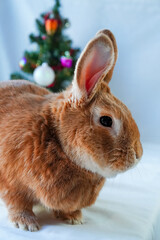 Close-up of the red-haired rabbit in the foreground and the Christmas tree in the blur in the background. Fluffy adult male Burgundy rabbit in profile, portrait