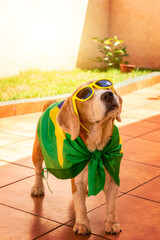 Cute Beagle With Yellow Glasses and Flag Cheering for Brazil to be the Champion.