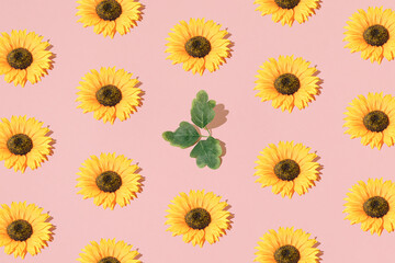 Arrange sunflowers and leaves on light pink background. Pattern. Minimal design.