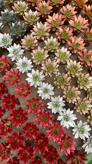 Group succulent echeveria plants decorated in nurseries