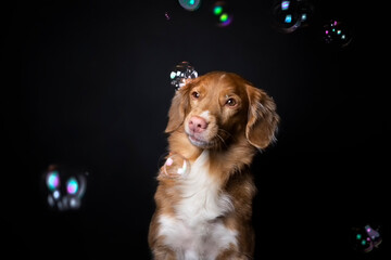 Pies i bańki mydlane  © Jagoda