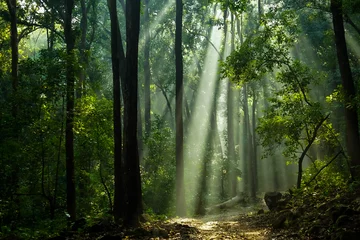 Abwaschbare Fototapete Morgen mit Nebel Sunlight in the Jungle