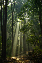 Morning sunlight in the jungle