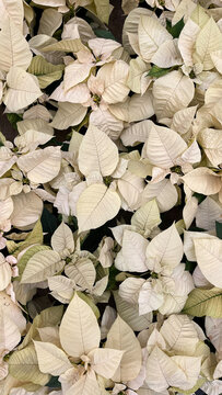 Group of white poinsettia flowers at Christmas