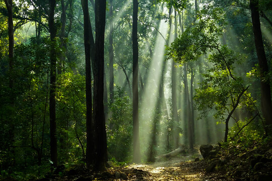 Fototapeta Sunlight in the Jungle