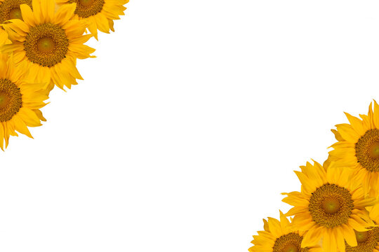 Imagen en formato PNG de girasoles amarillos aislados sobre fondo neutro con espacio para publicidad. Tarjeta de regalos. Copie y pegue