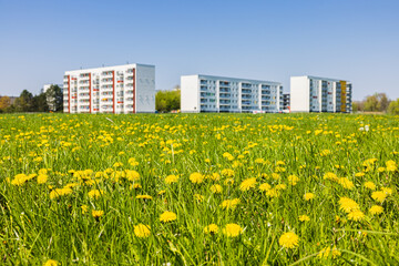 Sommerwiese mit Löwenzahn und moderne Hochhäuser, Siedlungsbau im Hintergrund