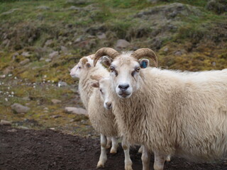 Sheep in Iceland