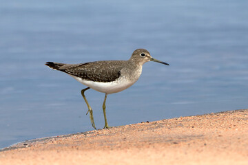 Solitary Sandpiper (Tringa solitaria), isolated, perched on the edge of a pond