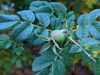 plums on the tree