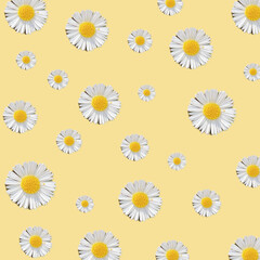 Real white daisies in seamless pattern on yellow background 