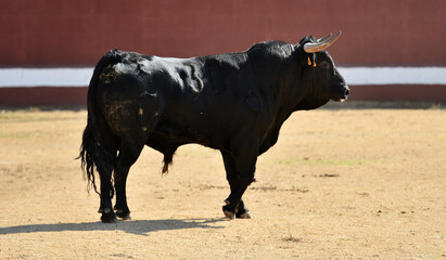 big bull in a traditional spectacle of bullfight in spain
