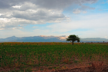 landscape with a tree