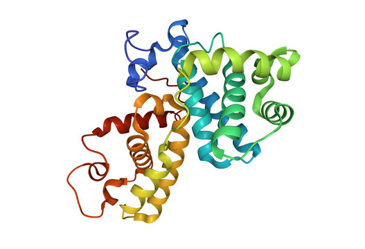 Crystal structure of human cyclin K. 3D cartoon model, PDB 2i53