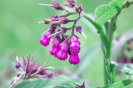 Comfrey pink flowers growth in summer light garden. Symphytum officinale flowering plants grow in spring meadow