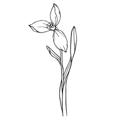 Botanical linear sketch of snowdrop flowers and buds.Vector graphics.