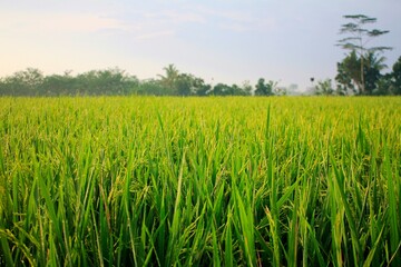 Rice Plant in The Rice Fields