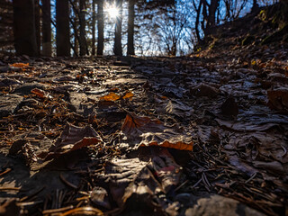 Alpine trail in a woodland in winter