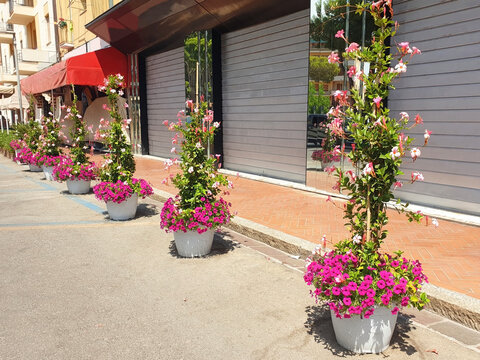 Decoration of the city street with a plastic pot with various types of flowers mandevilla and petunia.
