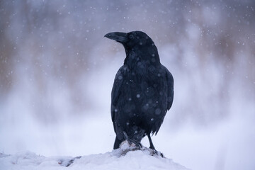 Raven at snowfall in winter scenery