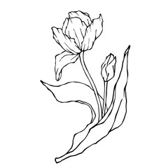 Botanical linear sketch of spring tulip flower.Vector graphic.