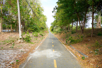 Natural forest with path
