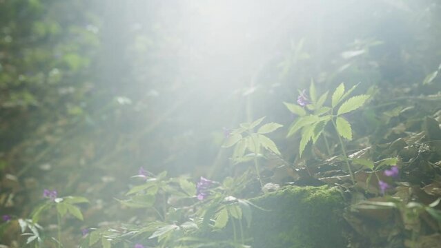 Beautiful spring litter in the Polish Gorce Mountains.
