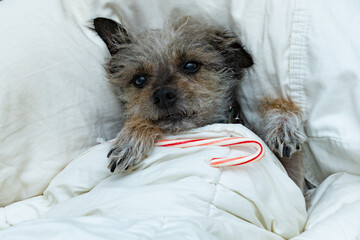Adorable small dog waits for Santa in bed under the covers with a candy cane